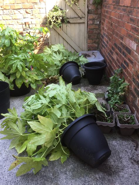 How To Turn A Tiny Concrete Victorian Terrace Back Yard Into A Tropical Oasis For You And The Bees ~ Plant It And They Will Come — BAMBOO BETTY Landscaping Small Garden, Tiny Tropical Garden, Victorian Terrace Garden Back, Tiny Yard Ideas, Side Return Garden Ideas, Tiny Front Yard, Side Return Garden, Tiny Backyard Ideas, Victorian Terrace Garden