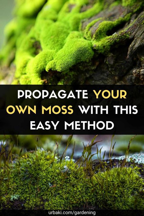 There is something about moss that can give any garden an aged "secret garden" look. In certain climates, you'll notice moss growing on its own, usually on sidewalks, trees, and gaps in your lawn. If you love the look of moss but don't have the fuzzy green mulch in your own landscape, you can intentionally cultivate it to grow in your garden as a bed, border, or stone walls. Moss prefers moisture, shade, and generally acidic soil. While not traditionally difficult to care for, the heat of ... Moss Lawn, Moss Growing, Growing Moss, Beautiful Terrariums, Moss Decor, Moss Plant, Moss Garden, Garden Terrarium, Terrarium Plants