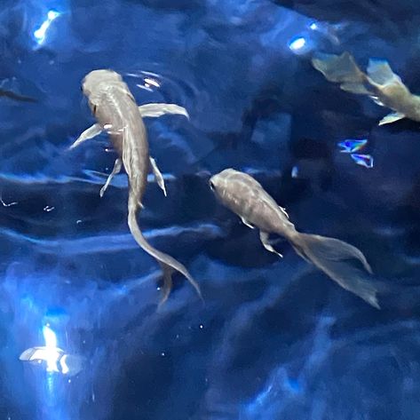 Fish Aesthetic, Aquarium Pictures, Fish Icon, Blue Jellyfish, Water Aesthetic, Underwater Art, Ocean Pictures, Ocean Sky, Ocean Vibes