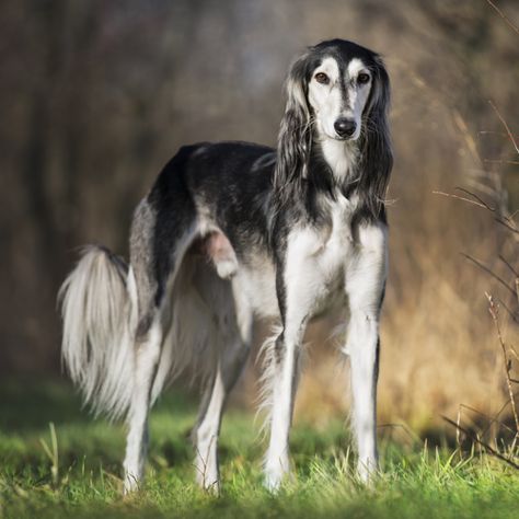 Saluki grooming, bathing and care | Espree Saluki Puppy, Unique Dogs, Saluki Dogs, Health Care Tips, Dog Stocking, Pretty Dogs, Dog Boarding, Dog Paintings, Beautiful Dogs