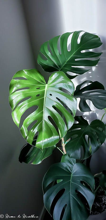 Monstera Deliciosa Care, Plante Monstera, Wohne Im Tiny House, Tattoo Plant, Tanaman Indoor, Decoration Plante, Plant Decor Indoor, Monstera Plant, Plant Aesthetic