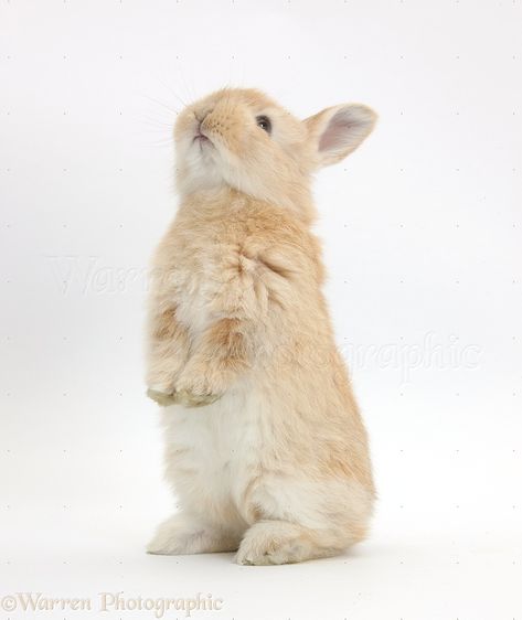 Rabbit Standing Up, Standing Rabbit Drawing, Rabbits Reference, Rabbit Looking Up, Rabbit Reference Photo, Rabbit Poses, Hedgehog Standing, Bunny Poses, Rabbit Reference