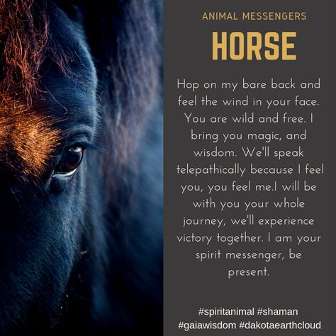 Nature, Horse Spirit Animal, Spirit Animal Meaning, Animal Meanings, Spiritual Consciousness, List Of Affirmations, Cat Spirit, Cowboy Quotes, Nature Healing