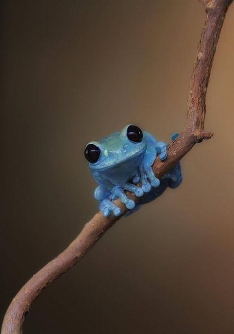 Blue Frog with long toes. Tree Frogs, Reptiles And Amphibians, Blue Frog, Regnul Animal, Photo Animaliere, Animale Rare, Team 7, Cute Frogs, Cute Creatures