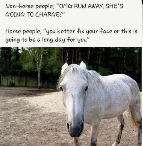 Equestrian Memes, Equine Quotes, Funny Horse Memes, Horse Meme, Horse Quotes Funny, Horse Jokes, Funny Horse Videos, Funny Horse Pictures, Inspirational Horse Quotes