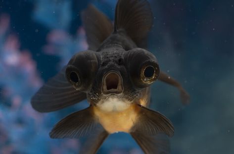 Black Moor Goldfish 101: Care, Tank Size, Food and More… - Everything Fishkeeping Black Moor Goldfish, Common Goldfish, Black Goldfish, Ghost Shrimp, Goldfish Aquarium, Goldfish Tank, Automatic Fish Feeder, Brine Shrimp, Phish