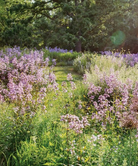 Meadow Garden, Tapestry Lawn, Wildflowers Garden, Natural Gardening, Native Plant Landscape, New England Garden, Naturalistic Garden, Wild Flower Meadow, Native Plant Gardening