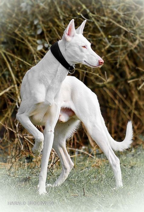 Ibizan Hound White, White Ibizan Hound, Reference Animals Photo, Dog Reference Poses, Animal Poses Reference, Albino Dog, Unique Pets, Dragon Dog, Dog Reference