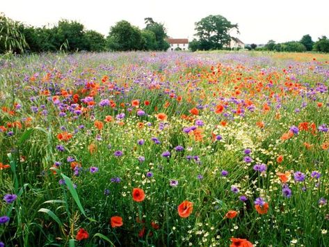 Start to Sow Wildflowers Seeds in Early Spring to Enjoy Beautiful Summer Garden Angeles, Meadow Garden, Wild Flower Lawn, Flower Lawn, Hgtv Garden, Wild Flower Meadow, Wildflower Meadow, Flower Landscape, Wildflower Garden