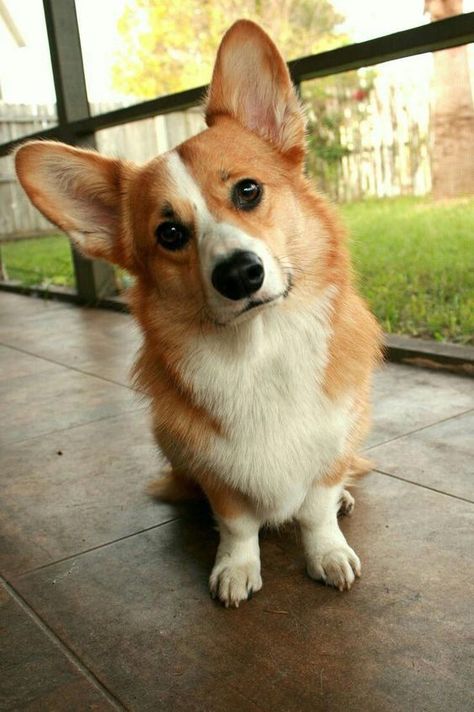 We’ve searched for the best Corgi dog names from pet parents on Instagram. Staffordshire Bull Terrier, Velcí Psi, Chien Yorkshire Terrier, Staffordshire Bull Terriers, Cute Corgi Puppy, Pembroke Welsh Corgi Puppies, Head Tilt, Welsh Corgi Puppies, Psy I Szczenięta