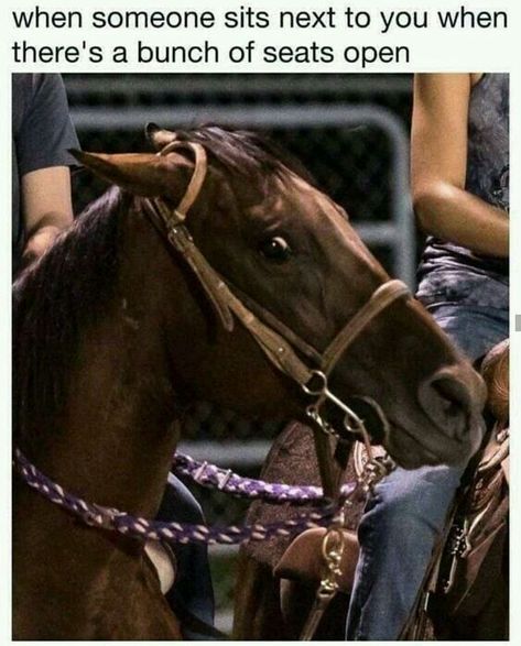 500+ Introvert Memes | ✍ - 236-240 - Wattpad Humour, Equestrian Memes, Funny Horse Memes, Horse Meme, Horse Memes, Tim Riggins, Horse Quotes Funny, Horse Jokes, Funny Horse Pictures