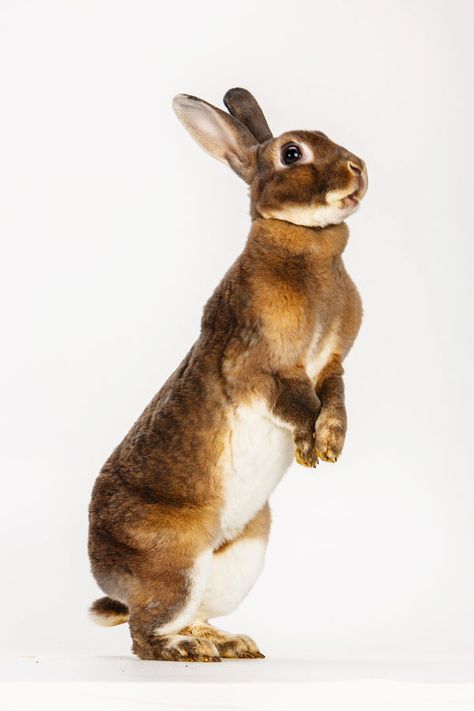 Daily Dose - January 28, 2015 - I just want to say... Mini-Rex Rabbit - Aine  2016©Barbara O'Brien Photography Rabbit Photo Reference, Rabbit Looking Up, Rabbit Reference Photo, Names For Rabbits, Rabbits Photography, Rabbit Poses, Bunnies Photography, Bunnies Pictures, Rabbits Pictures