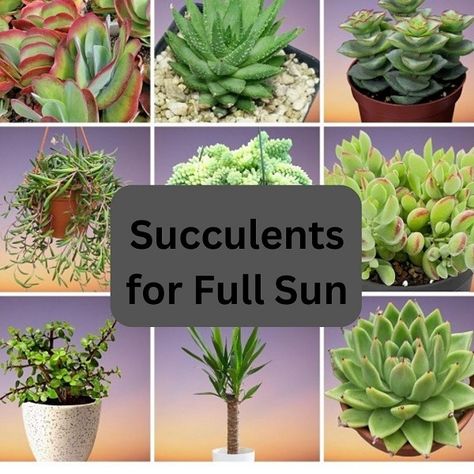 30 Best Succulent Plants for Full Sun with Names & Pictures Sunrise Succulent, Full Sun Succulents, Plants For Full Sun, Paddle Plant, Succulent Names, Succulent Landscape, Lemon Plant, Watermelon Plant, Succulent Species