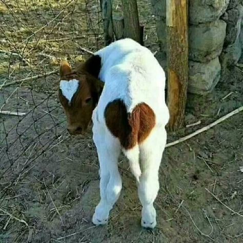 A Baby Cow With A Bum Heart And A Head Heart Pet Cows, Cele Mai Drăguțe Animale, Baby Farm Animals, Fluffy Cows, Cow Pictures, Cute Animals Puppies, Baby Animals Pictures, Baby Cows