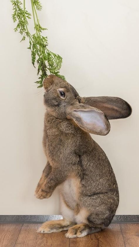 Hungry Bunny #Eat #Food #Veggies Rabbit Pose, Giant Bunny, Rabbit Pictures, Tattoo Nature, Rabbit Photos, Beautiful Rabbit, Animal Study, Angora Rabbit, Rabbit Art