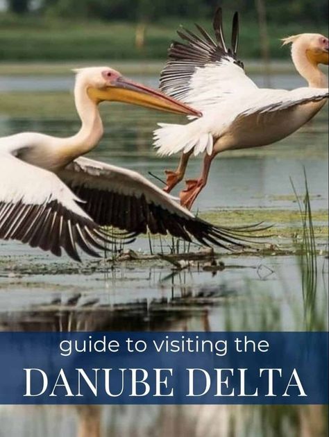 Guide to visiting the Danube Delta Galapagos Islands, Danube Delta, Visit Romania, Wildlife Reserve, Relaxing Weekend, Danube River, Sea Coast, Black Sea, Scenic Landscape