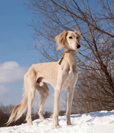 Dog Photo Ideas, Saluki Dogs, Unique Dog Breeds, Dog Information, Pretty Dogs, Dog Photo, Pretty Animals, Information Center, The Middle Ages