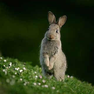 Hamsters, Young Rabbit, Baby Rabbit, Photo To Art, Bunny Pictures, Woodland Creatures, Animal Planet, Cute Bunny, Cuteness Overload