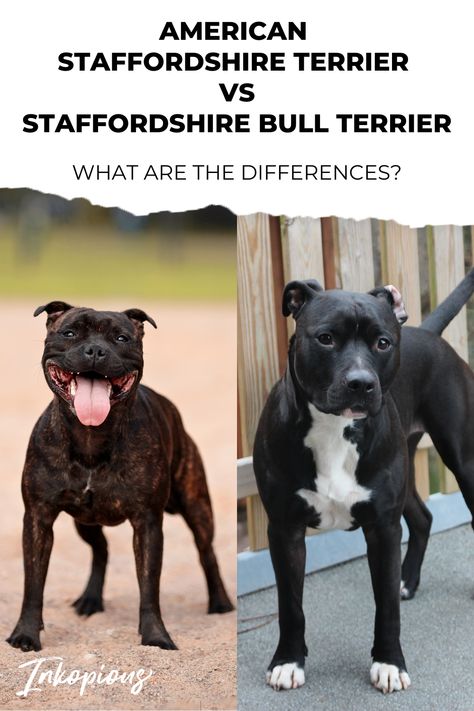 American Staffordshire Terrier vs Staffordshire Bull Terrier Am Staff American Staffordshire, Brindle Staffy, American Staffordshire Terrier Puppies, English Staffordshire Bull Terrier, American Staffordshire Bull Terrier, Staffordshire Bull Terrier Puppies, Staffy Dog, Bully Breeds Dogs, Nanny Dog