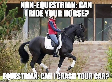 Equestrian Funny, Horses Funny, Equestrian Memes, Funny Horse Memes, Horse Meme, Horse Quotes Funny, Horse Jokes, Funny Horse Videos, Funny Horse Pictures