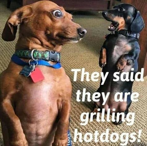 Really Funny Pictures Of Dogs, Funny Animal Quotes, Funny Dog Pictures, Dog Jokes, Cute Animal Memes, Funny Dog Memes, Funny Animal Jokes, Cute Funny Dogs, Funny Animal Memes