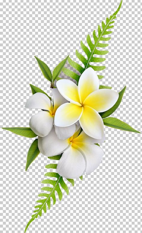 Fond Studio Photo, Png Images For Editing, Frangipani Flower, Logo Fleur, Psd Free Photoshop, Flower Png Images, Flowers Photography Wallpaper, Number 0, Image Nature