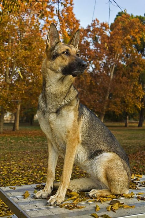 Beautiful dog! Such a regal pose. German Shepherd Puppies, Pink Dog Beds, German Shepherd Training, German Shepherd Funny, Dog Poses, Beautiful Dog, Popular Dog, American Pitbull Terrier, Girl And Dog