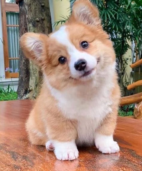 This is what a second chance can do for a dog. Dog Side View, Good Family Dogs, Smile Dog, Very Cute Puppies, Welsh Corgi Puppies, Cute Dogs Images, Cute Small Animals, Super Cute Puppies, 강아지 그림