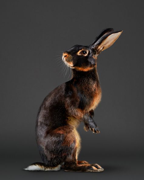 Lapin Art, Animal Study, Rabbit Art, Bunny Art, Jonathan Adler, Animal Photo, Doberman, 귀여운 동물, Beautiful Creatures