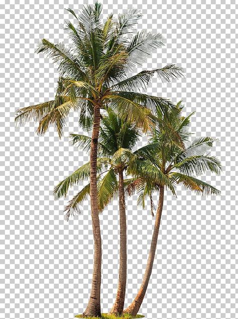 Photography Png, Palm Tree Png, Png Images For Editing, Palm Tree Photography, Tree Photoshop, Free Green Screen, Tree Plan, Palm Tree Art, Coconut Palm Tree