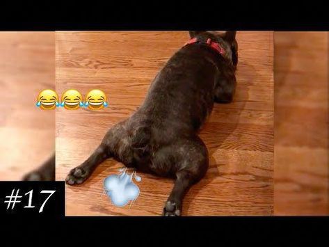 Hi all! Today we have put together for you a selection of funny #farting #dogs, as well as #reactions to farting dogs and FARTING DOGS Compilation. This unus... Dogs Farting Videos, Dog Farts Humor, Farting Memes, Funny Fart Quotes, Funny Fart Videos, Funniest Dog Videos, Hilarious Dog Videos, Dog Farts, Marmoset Monkey