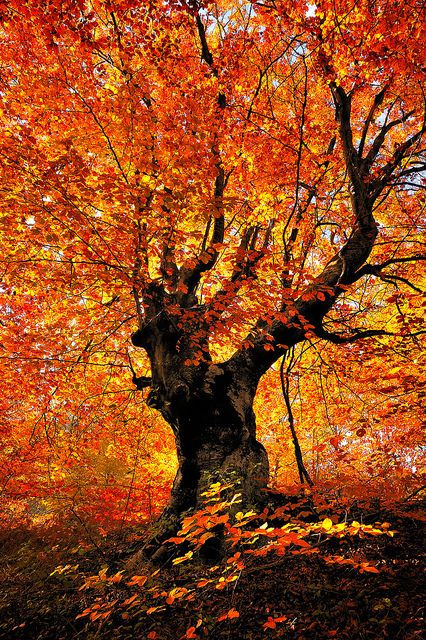 Autumn beech tree - Balkan, Serbia  The gorgeous fiery palette of Fall! Shaded Garden, Beech Tree, Autumn Scenes, Autumn Scenery, Autumn Beauty, Tree Forest, Fall Pictures, Autumn Trees, Beautiful Tree