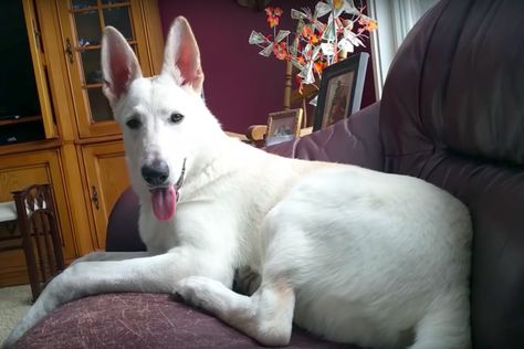 Dog farts on the couch, takes a sniff and reacts in hilarious manner Dog Farts, Cute White Dogs, German Sheperd Dogs, White German Shepherd, White Shepherd, Scene Queens, Dog Smells, Pet Supplements, Silly Dogs