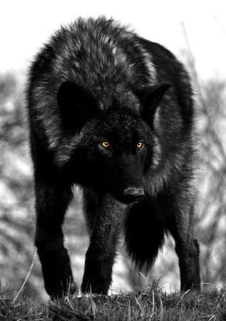 Rain Stone Quarantine, Female alpha of Rising Storm, Broken Howl, Series of the Wolves Wolf Photos, Wolf Wallpaper, Wolf Love, Wolf Pictures, Wolf Spirit, Beautiful Wolves, Black Wolf, Wild Dogs, Wolf Dog