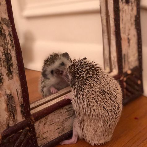 Hamsters, Hedgehog Standing, Hedgehog Tattoo, Hedgehog Pet, Human Babies, To Cute, Cute Hedgehog, Cute Animals Images, Primates