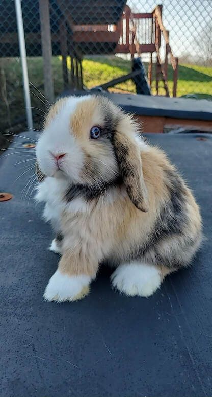 Holland Lops Bunnies, Mini Holland Lop Bunnies, White Holland Lop, French Lop Bunny, Mini Lop Bunny, Bunny Breeds, Holland Lop Bunny, Holland Lop Rabbit, French Lop