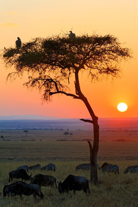 500px: - Sunrise in the African Savannah by flytravelerphotos African Landscape Photography, African Sunrise, Safari Photography, African Landscape, Masai Mara National Reserve, Africa Photography, Africa Wildlife, Scenery Photos, African Travel