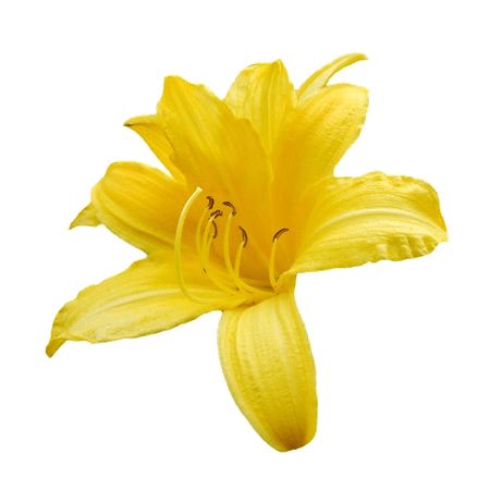 a single yellow flower on a white background