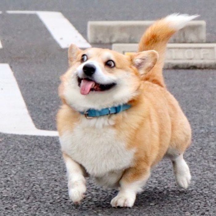 a brown and white dog walking across a street