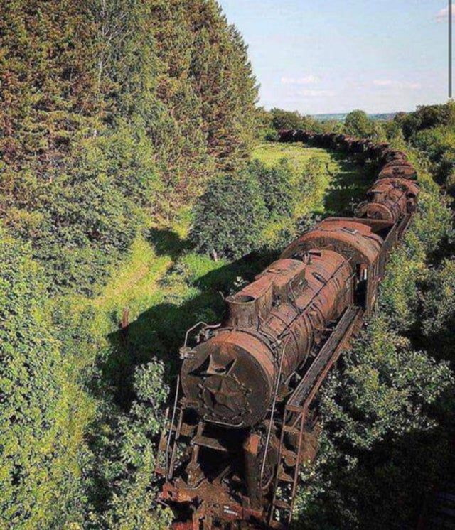 an old train traveling through a lush green forest filled with lots of trees and bushes