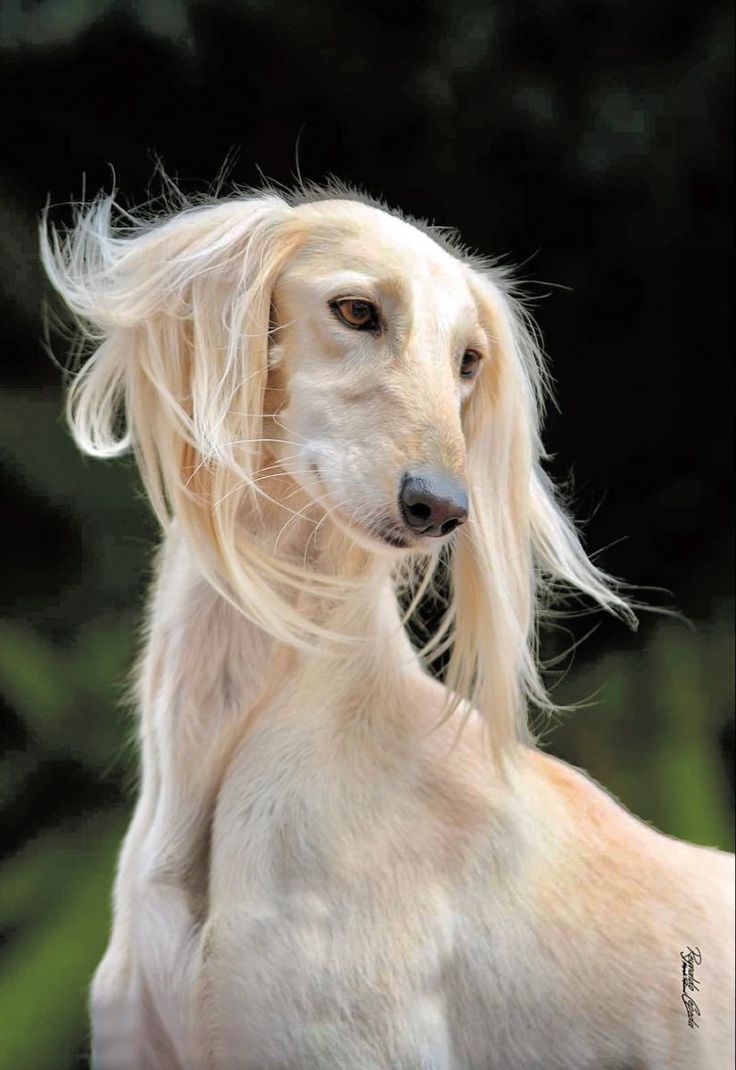 a white dog with long blonde hair is looking at the camera