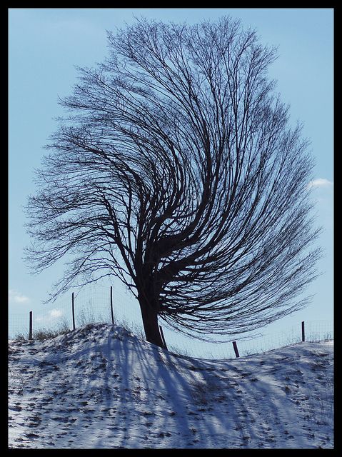 a tree with no leaves on top of a snow covered hill next to a fence