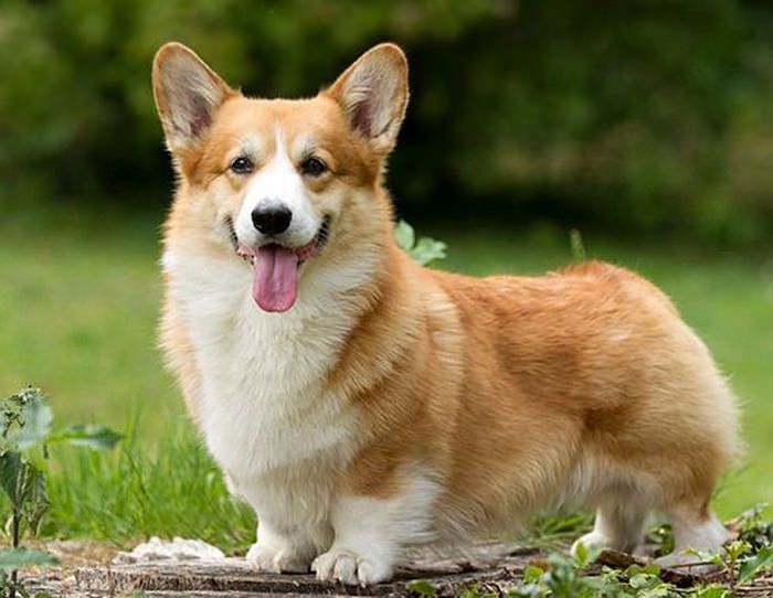 a brown and white dog standing in the grass