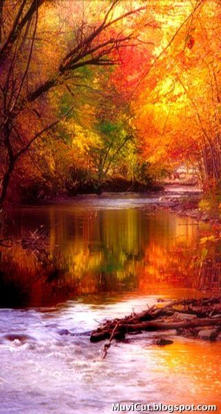 a river surrounded by trees in the fall