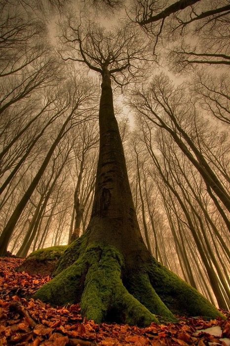 a very tall tree with moss growing on it's trunk in the middle of a forest