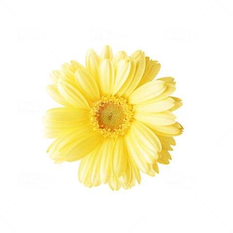 a yellow flower on a white background with clippings to the center and bottom