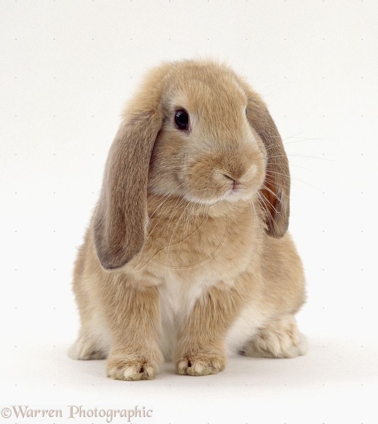 a small brown rabbit sitting on top of a white floor