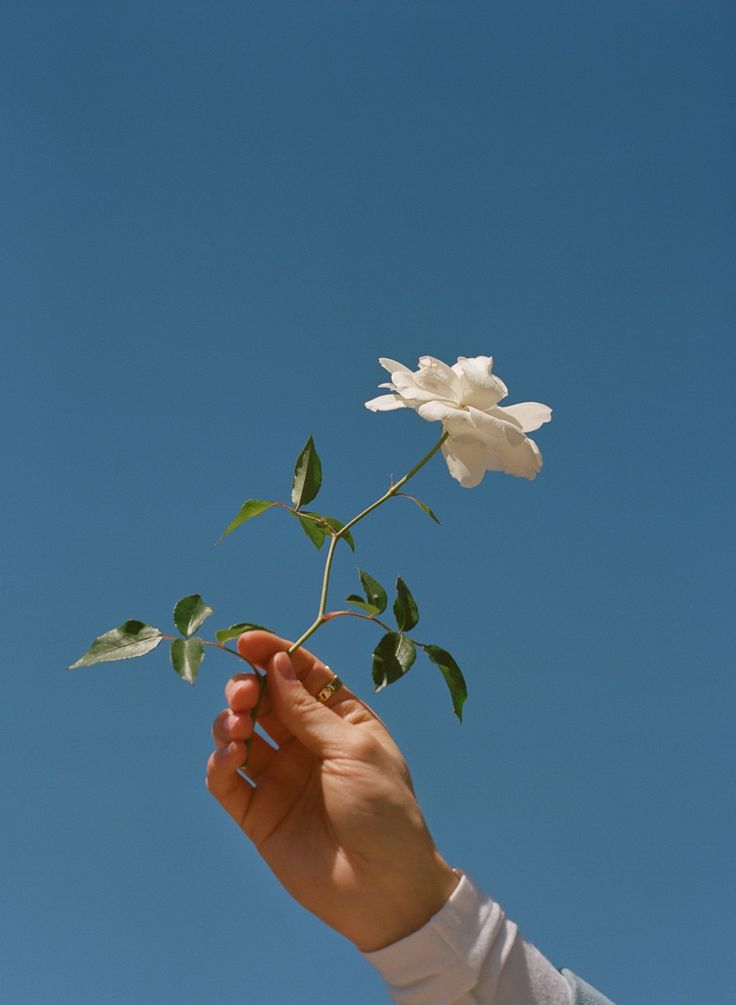 a person holding a white flower in their hand against a blue sky with no clouds