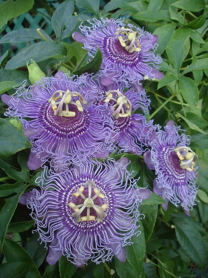 purple flowers with green leaves in the background