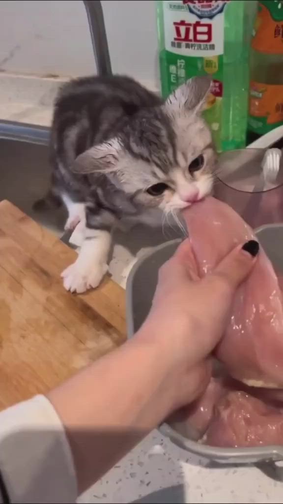 This may contain: a cat standing on top of a sink next to a person holding something in it's mouth